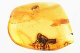 Detailed Fossil Planthopper Nymph w/ Waxy Filaments & Beetle in Amber #352797-1